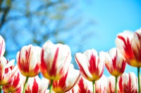 /album/fotogalerie-holandsko-galerie/holandske-tulipany-jpg/